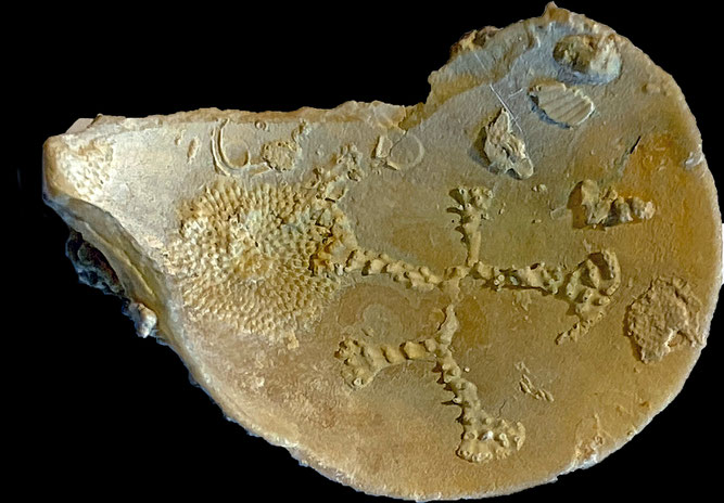 Senckenberg, Bryozoa, Bryozoen, Moostierchen, Sammlung Voigt