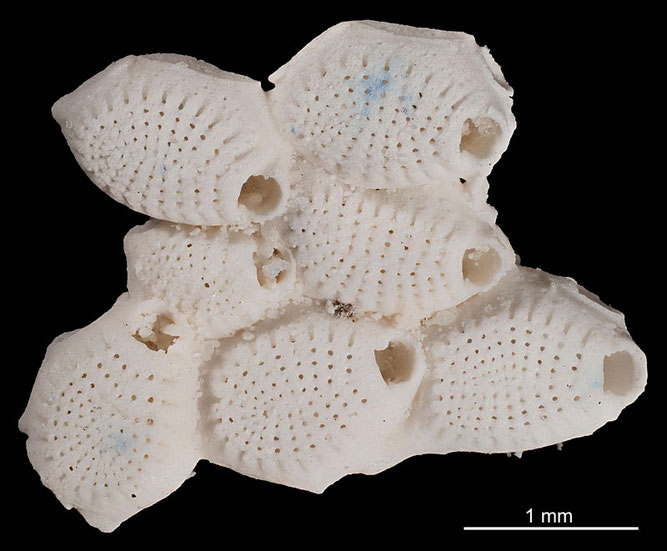 Senckenberg, Bryozoa, Bryozoen, Moostierchen, Sammlung Voigt