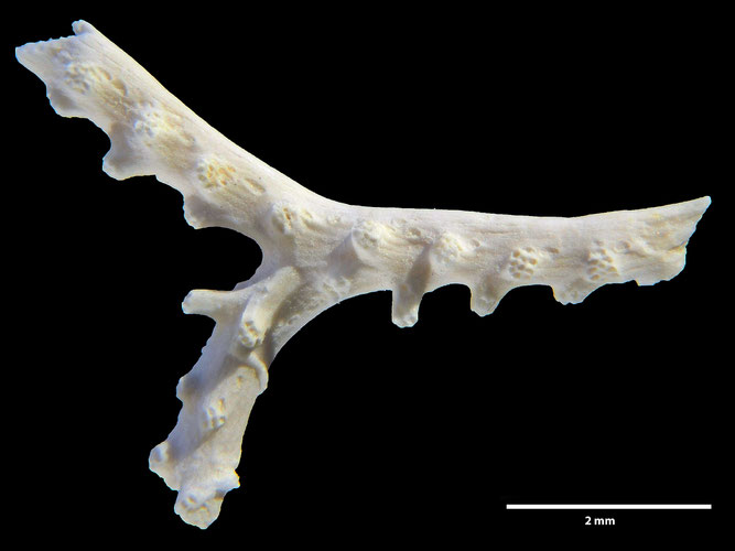 Senckenberg, Bryozoa, Bryozoen, Moostierchen, Sammlung Voigt