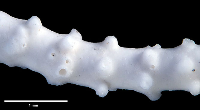 Senckenberg, Bryozoa, Bryozoen, Moostierchen, Sammlung Voigt