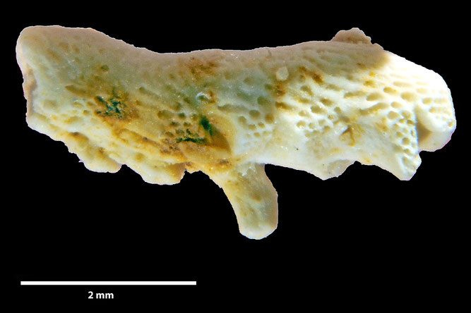 Senckenberg, Bryozoa, Bryozoen, Moostierchen, Sammlung Voigt