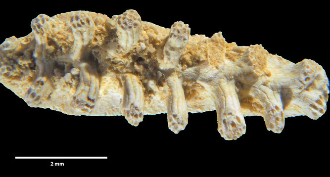 Senckenberg, Bryozoa, Bryozoen, Moostierchen, Sammlung Voigt