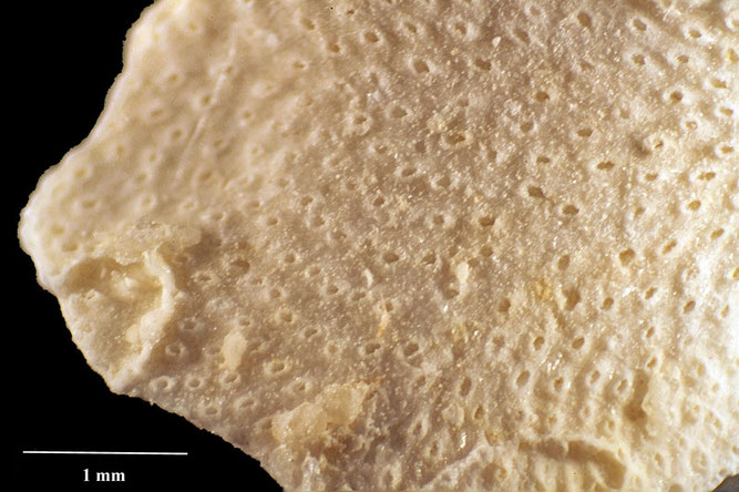 Senckenberg, Bryozoa, Bryozoen, Moostierchen, Sammlung Voigt