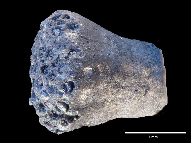 Senckenberg, Bryozoa, Bryozoen, Moostierchen, Sammlung Voigt