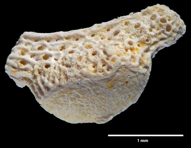 Senckenberg, Bryozoa, Bryozoen, Moostierchen, Sammlung Voigt