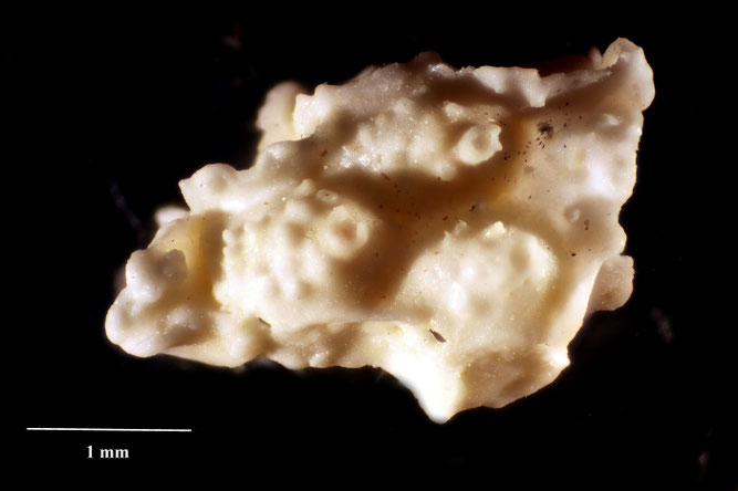 Senckenberg, Bryozoa, Bryozoen, Moostierchen, Sammlung Voigt