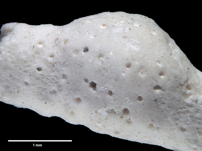 Senckenberg, Bryozoa, Bryozoen, Moostierchen, Sammlung Voigt