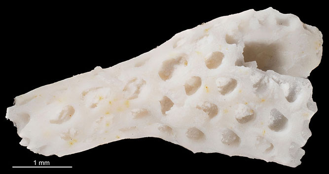 Senckenberg, Bryozoa, Bryozoen, Moostierchen, Sammlung Voigt