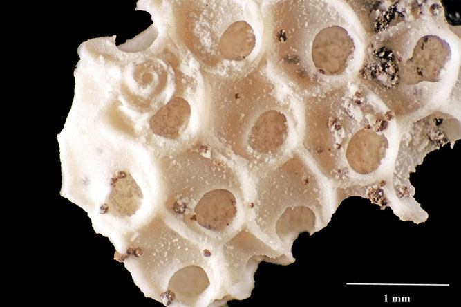 Senckenberg, Bryozoa, Bryozoen, Moostierchen, Sammlung Voigt