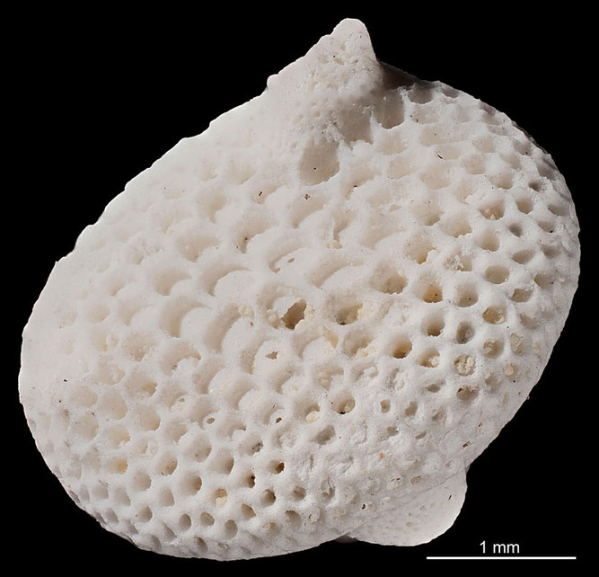 Senckenberg, Bryozoa, Bryozoen, Moostierchen, Sammlung Voigt