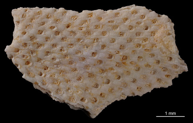 Senckenberg, Bryozoa, Bryozoen, Moostierchen, Sammlung Voigt