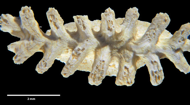 Senckenberg, Bryozoa, Bryozoen, Moostierchen, Sammlung Voigt