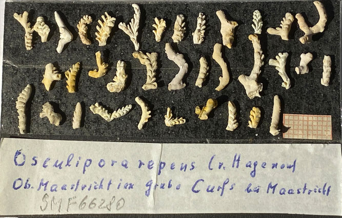 Senckenberg, Bryozoa, Bryozoen, Moostierchen, Sammlung Voigt