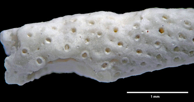 Senckenberg, Bryozoa, Bryozoen, Moostierchen, Sammlung Voigt