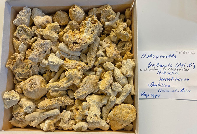 Senckenberg, Bryozoa, Bryozoen, Moostierchen, Sammlung Voigt