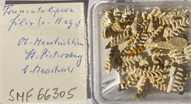 Senckenberg, Bryozoa, Bryozoen, Moostierchen, Sammlung Voigt