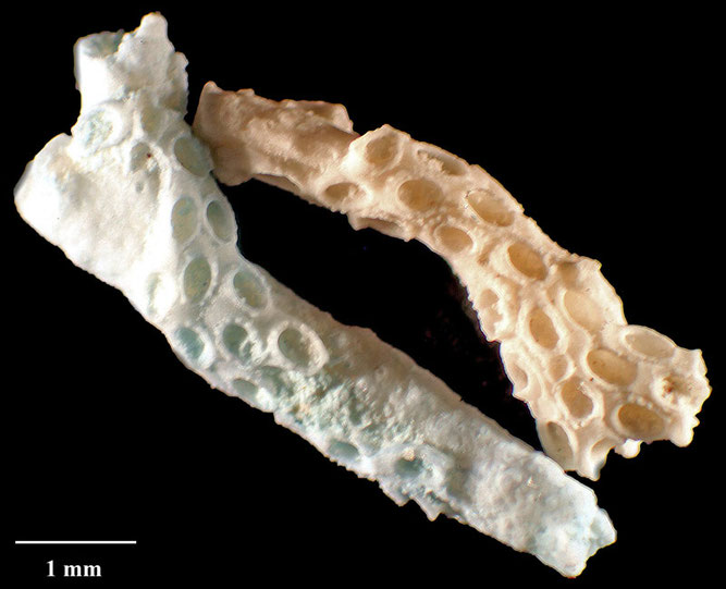 Senckenberg, Bryozoa, Bryozoen, Moostierchen, Sammlung Voigt