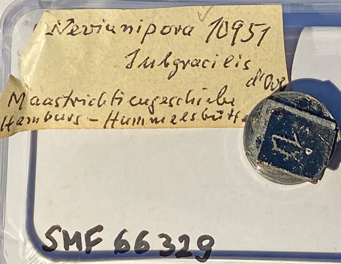 Senckenberg, Bryozoa, Bryozoen, Moostierchen, Sammlung Voigt