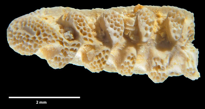 Senckenberg, Bryozoa, Bryozoen, Moostierchen, Sammlung Voigt