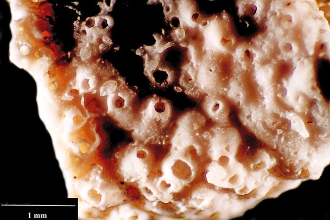 Senckenberg, Bryozoa, Bryozoen, Moostierchen, Sammlung Voigt