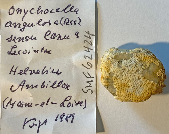 Senckenberg, Bryozoa, Bryozoen, Moostierchen, Sammlung Voigt