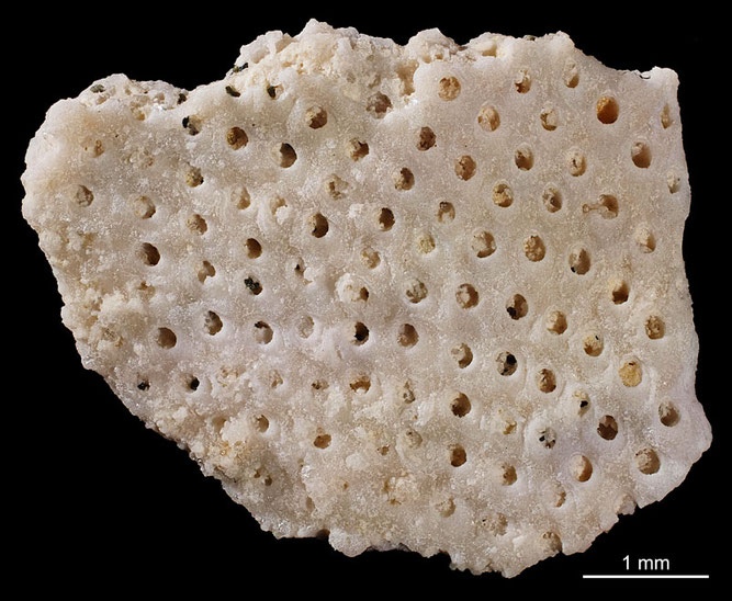 Senckenberg, Bryozoa, Bryozoen, Moostierchen, Sammlung Voigt