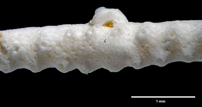 Senckenberg, Bryozoa, Bryozoen, Moostierchen, Sammlung Voigt