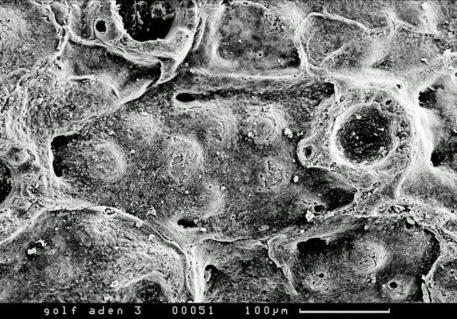 Senckenberg, Bryozoa, Bryozoen, Moostierchen, Sammlung Voigt