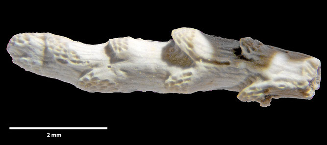 Senckenberg, Bryozoa, Bryozoen, Moostierchen, Sammlung Voigt