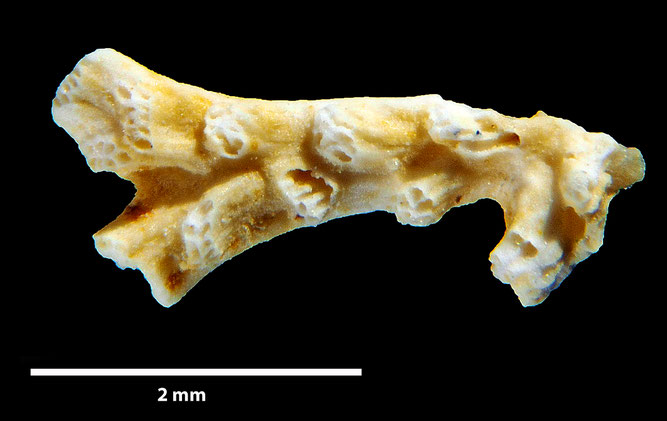 Senckenberg, Bryozoa, Bryozoen, Moostierchen, Sammlung Voigt