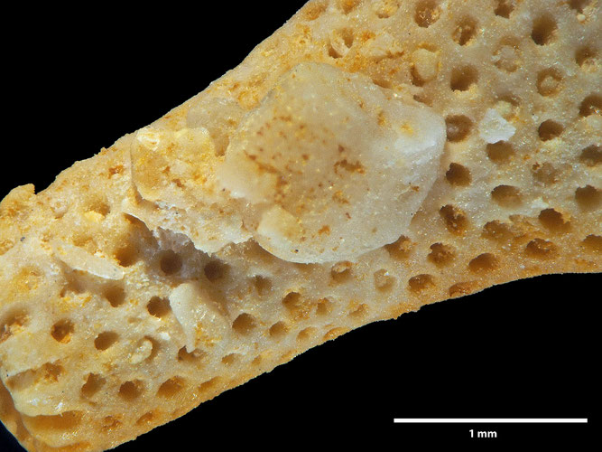 Senckenberg, Bryozoa, Bryozoen, Moostierchen, Sammlung Voigt