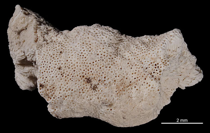 Senckenberg, Bryozoa, Bryozoen, Moostierchen, Sammlung Voigt