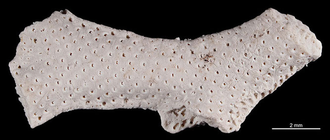 Senckenberg, Bryozoa, Bryozoen, Moostierchen, Sammlung Voigt