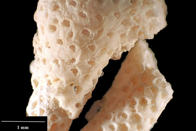 Senckenberg, Bryozoa, Bryozoen, Moostierchen, Sammlung Voigt