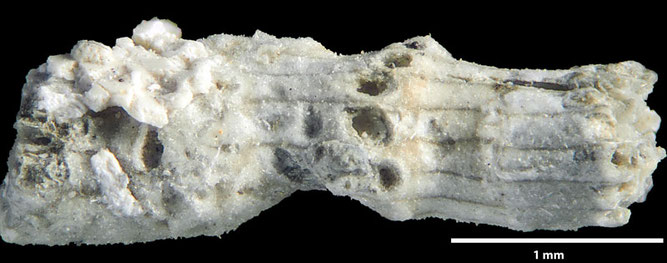 Senckenberg, Bryozoa, Bryozoen, Moostierchen, Sammlung Voigt