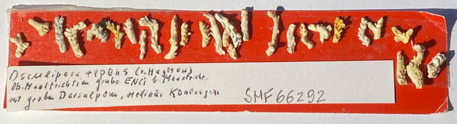 Senckenberg, Bryozoa, Bryozoen, Moostierchen, Sammlung Voigt