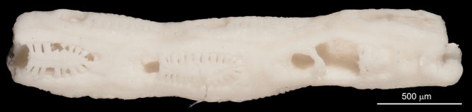 Senckenberg, Bryozoa, Bryozoen, Moostierchen, Sammlung Voigt