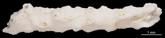Senckenberg, Bryozoa, Bryozoen, Moostierchen, Sammlung Voigt