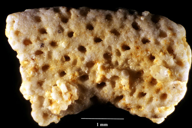 Senckenberg, Bryozoa, Bryozoen, Moostierchen, Sammlung Voigt