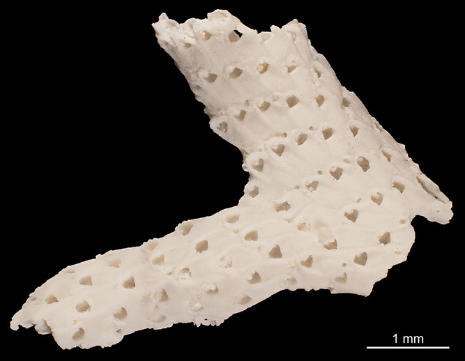 Senckenberg, Bryozoa, Bryozoen, Moostierchen, Sammlung Voigt