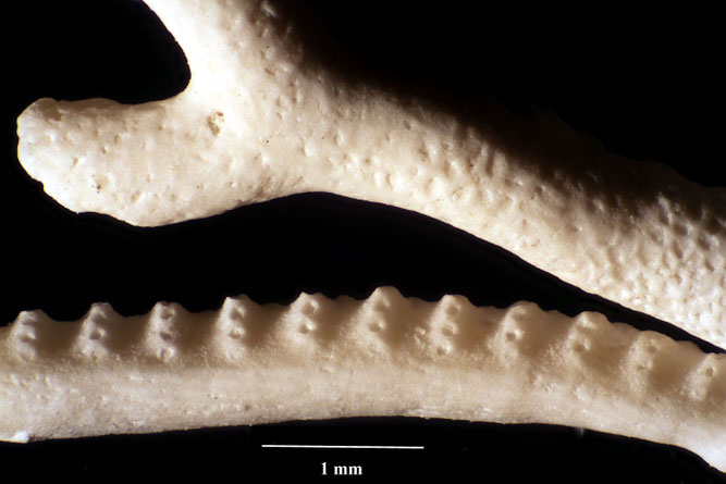 Senckenberg, Bryozoa, Bryozoen, Moostierchen, Sammlung Voigt