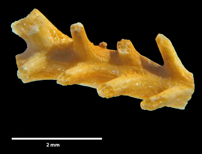 Senckenberg, Bryozoa, Bryozoen, Moostierchen, Sammlung Voigt