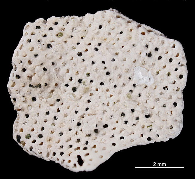 Senckenberg, Bryozoa, Bryozoen, Moostierchen, Sammlung Voigt