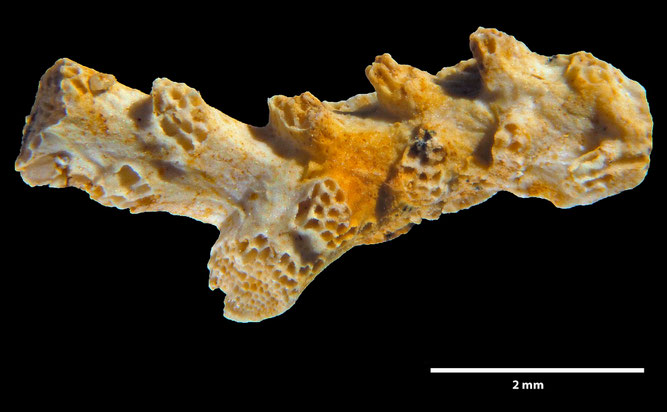 Senckenberg, Bryozoa, Bryozoen, Moostierchen, Sammlung Voigt