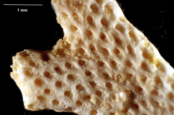 Senckenberg, Bryozoa, Bryozoen, Moostierchen, Sammlung Voigt