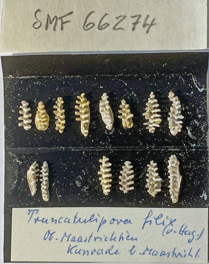 Senckenberg, Bryozoa, Bryozoen, Moostierchen, Sammlung Voigt
