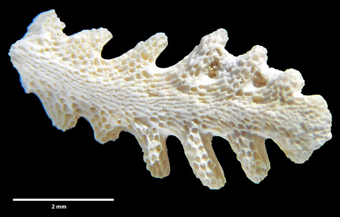 Senckenberg, Bryozoa, Bryozoen, Moostierchen, Sammlung Voigt