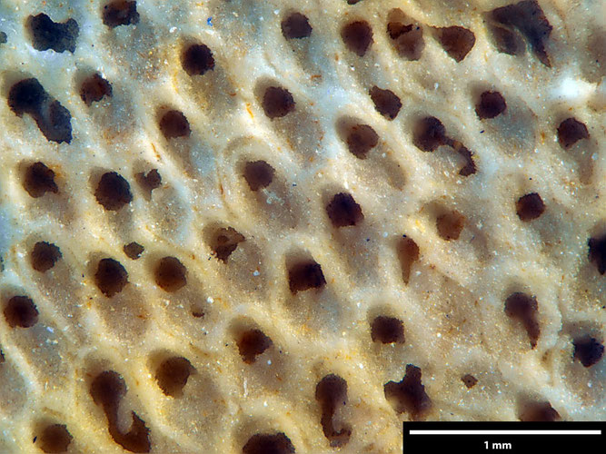 Senckenberg, Bryozoa, Bryozoen, Moostierchen, Sammlung Voigt