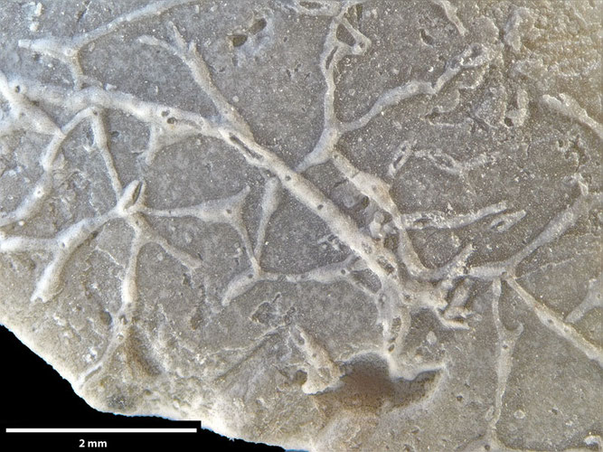 Senckenberg, Bryozoa, Bryozoen, Moostierchen, Sammlung Voigt