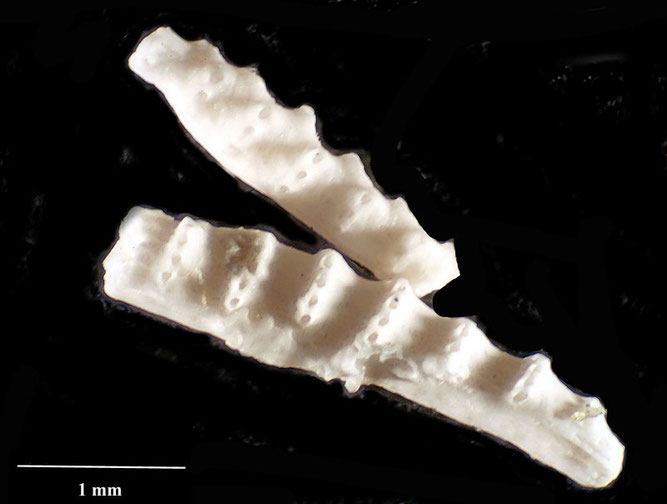Senckenberg, Bryozoa, Bryozoen, Moostierchen, Sammlung Voigt